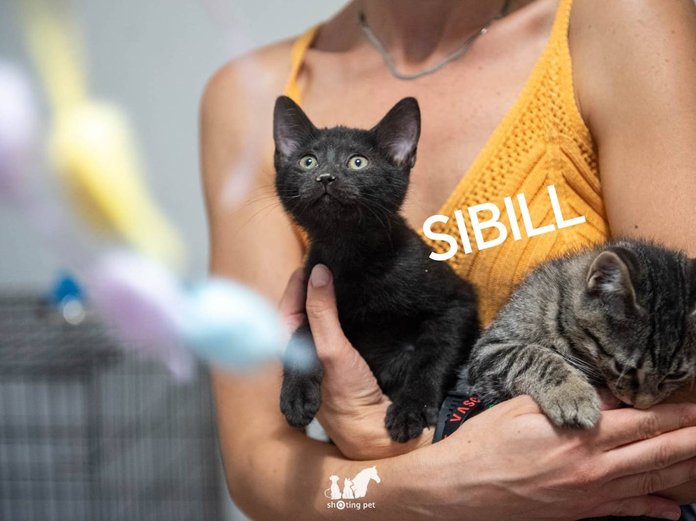 Vuoi adottare un gatto a Ferrara?
