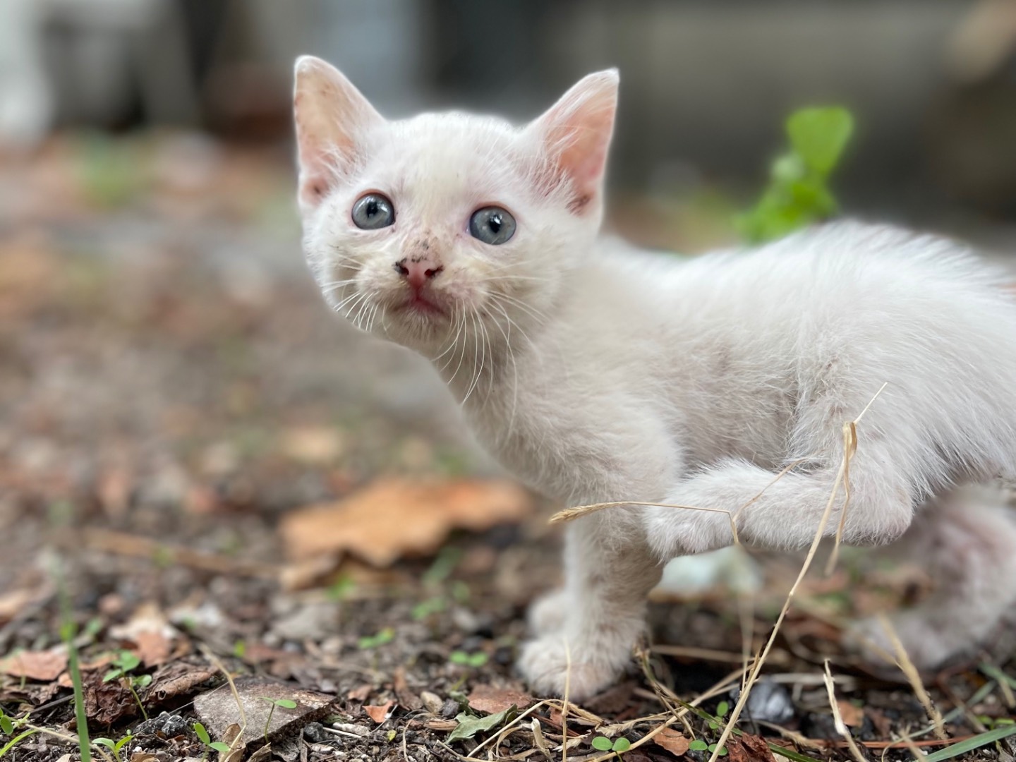 Adotta un gatto, taglia non valida, femmina, Laquila