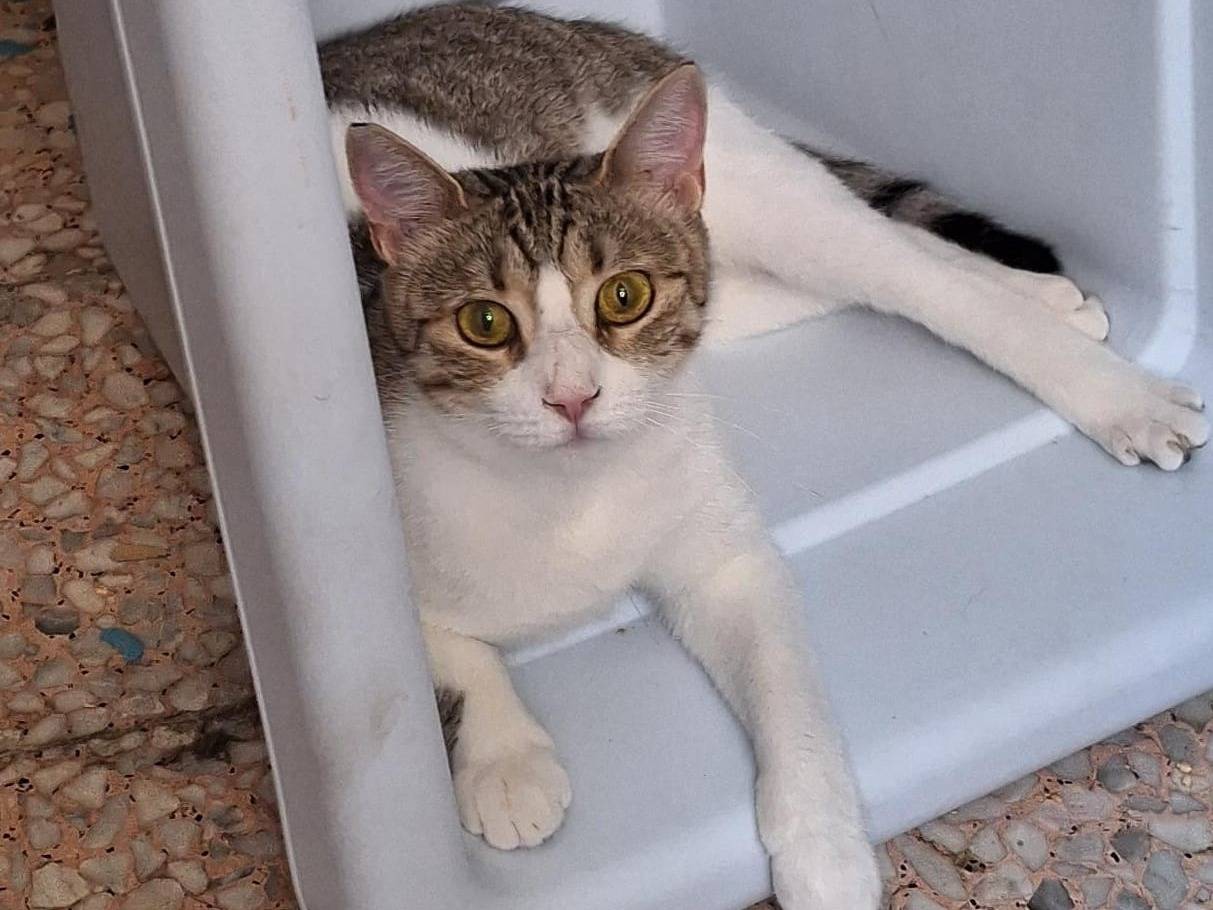 Adozione gatto, femmina, Razza sconosciuta Razza sconosciuta, 1 anno e 4 mesi, taglia non valida, Milano