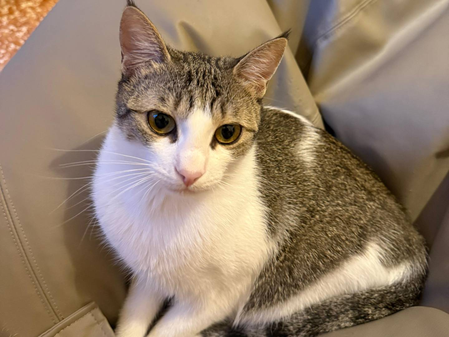 Adotta un gatto, femmina, 1 anno e 4 mesi, Milano