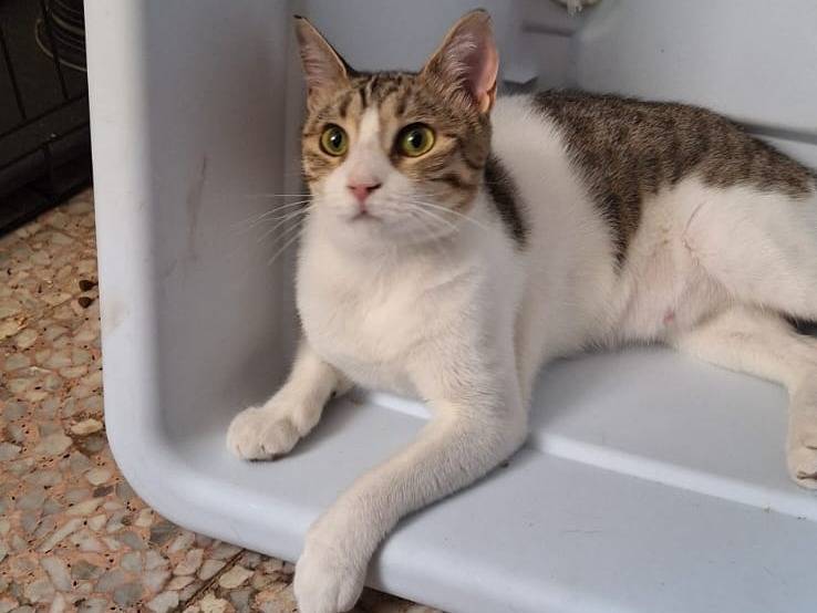 Adotta un gatto, taglia non valida, femmina, Milano