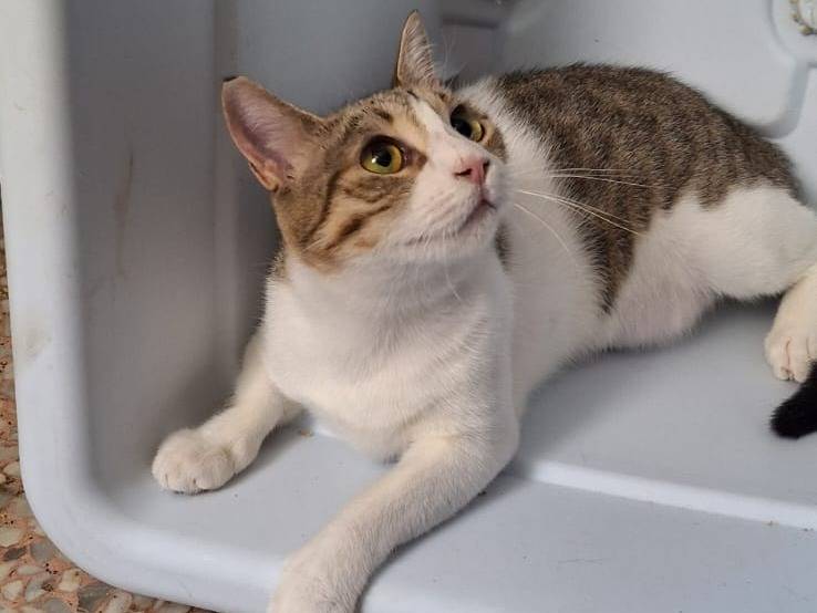 Vuoi adottare un gatto a Milano?