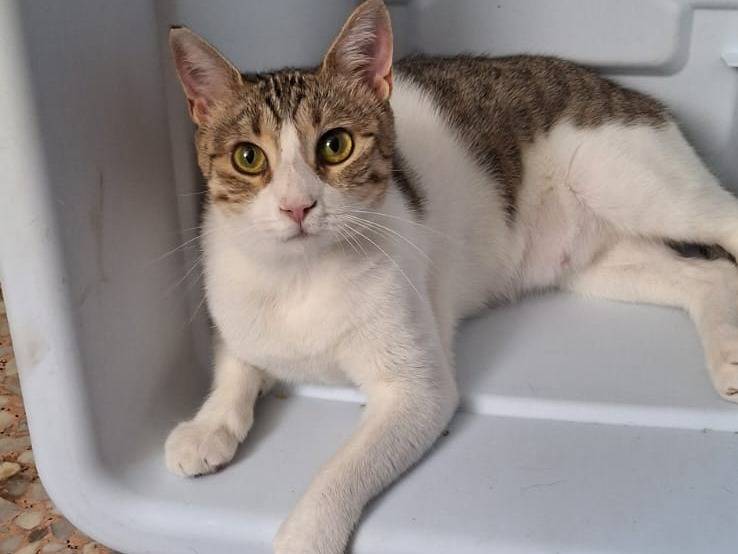 Adotta il gatto Bianca a Milano