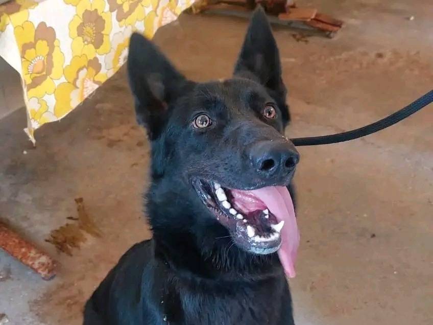 Adozione cane, maschio, Pastore Belga Groenendael Razza sconosciuta, 7 mesi, taglia media, Cremona