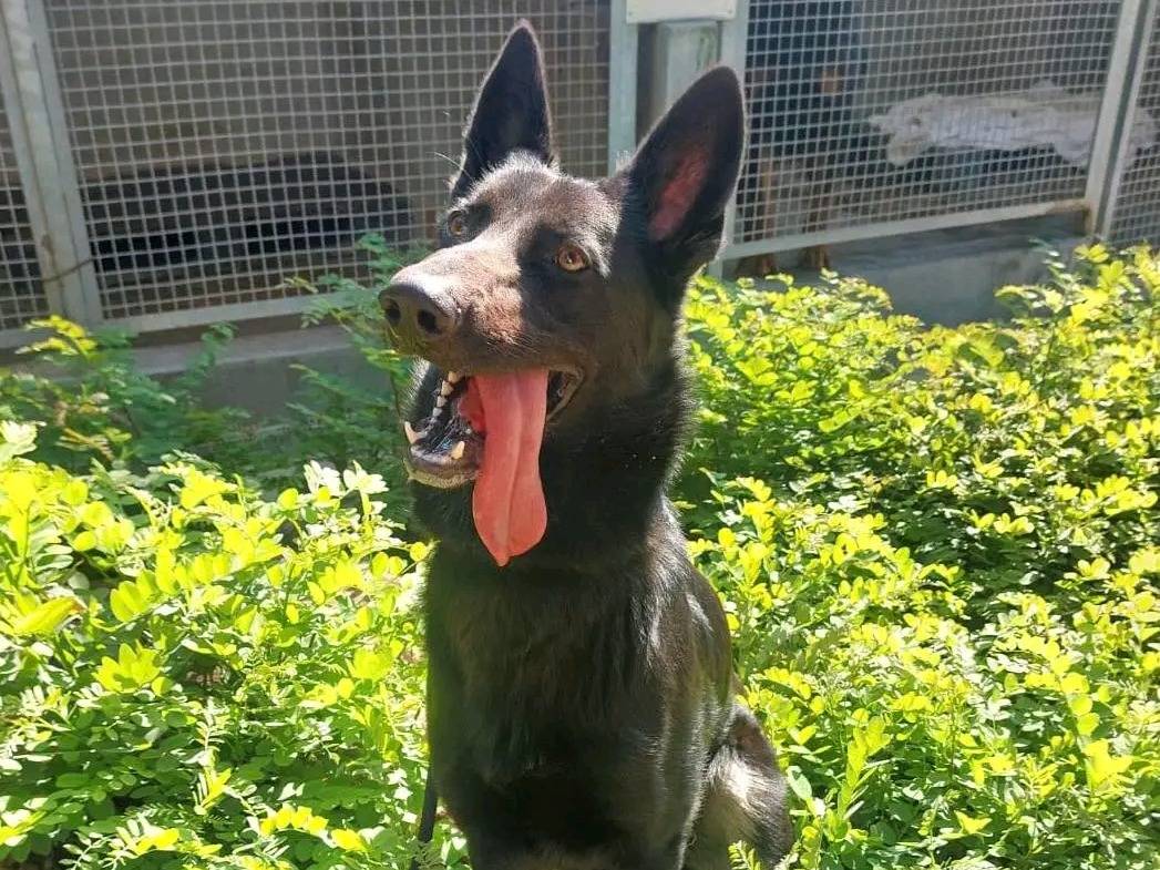 Adotta un cane, maschio, 7 mesi, Cremona
