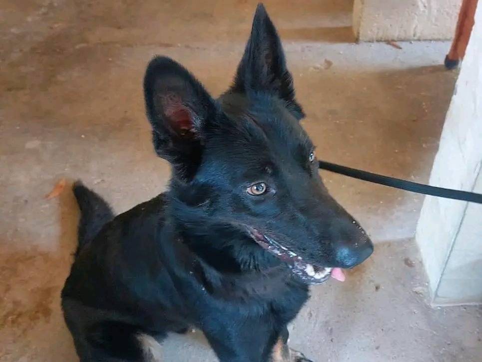 Adotta un cane, taglia media, maschio, Cremona