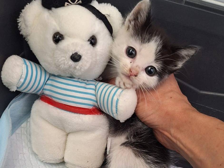 Adotta il gatto Ebe a Bergamo