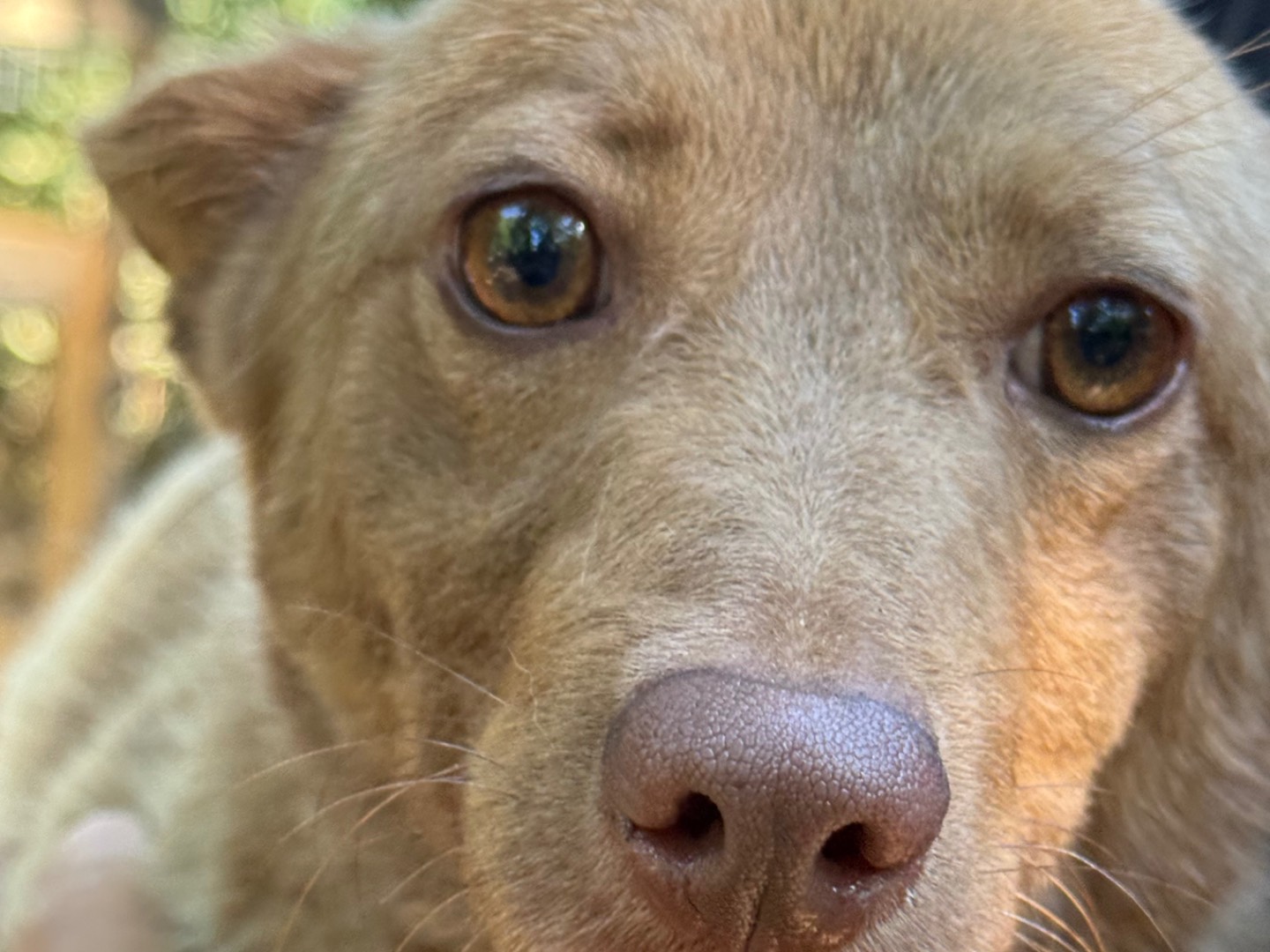 Vuoi adottare un cane a Catanzaro?