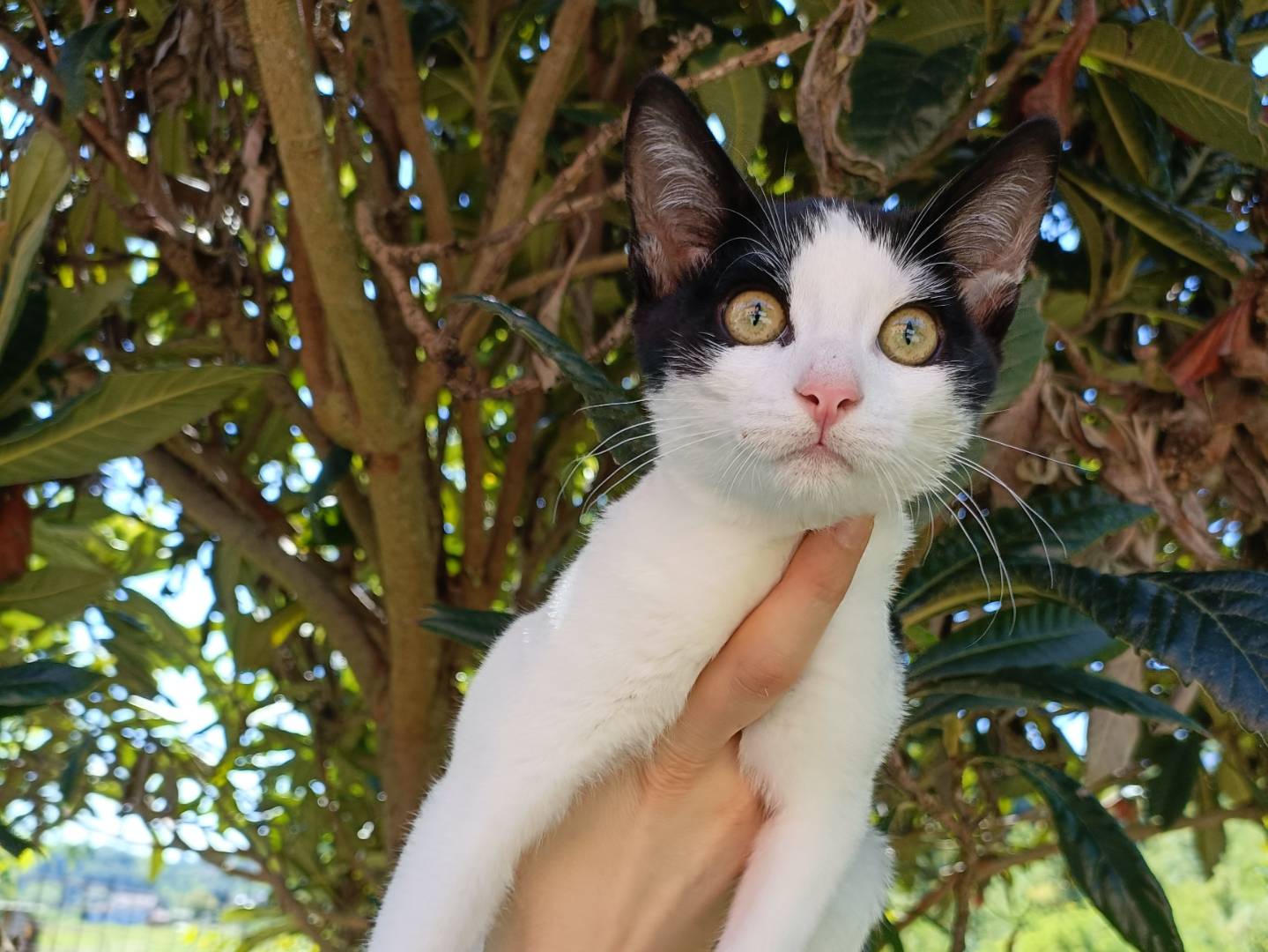 Adozione gatto, maschio, Razza sconosciuta Razza sconosciuta, 3 mesi, taglia non valida, Asti