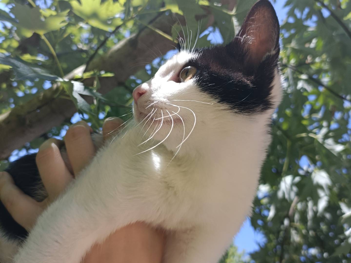 Adotta un gatto, maschio, 3 mesi, Asti
