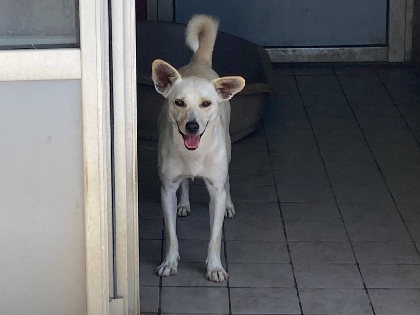 Adozione cane, femmina, Razza sconosciuta Razza sconosciuta, 1 anno e 2 mesi, taglia piccola, Roma