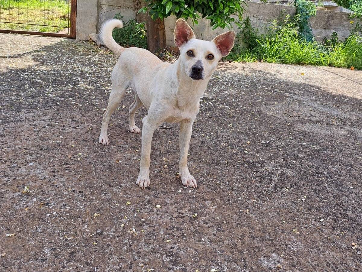 Adotta un cane, femmina, 1 anno e 2 mesi, Roma