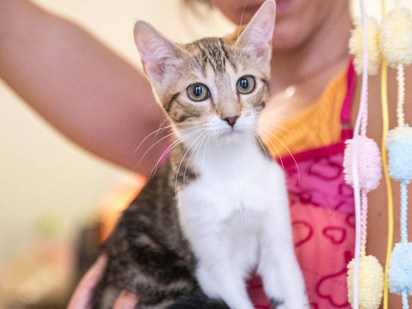 Adozione gatto, femmina, Razza sconosciuta Razza sconosciuta, 3 mesi, taglia non valida, Bologna