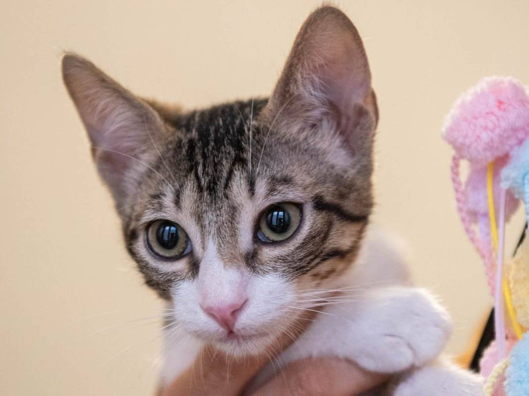 Adotta un gatto, taglia non valida, femmina, Bologna