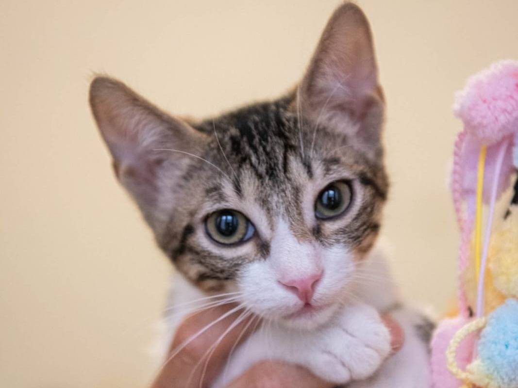 Vuoi adottare un gatto a Bologna?