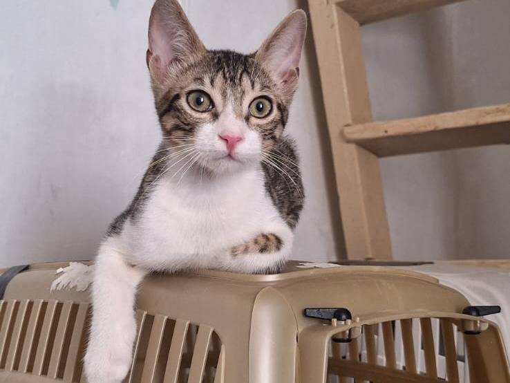 Adotta il gatto Ribes  a Bologna