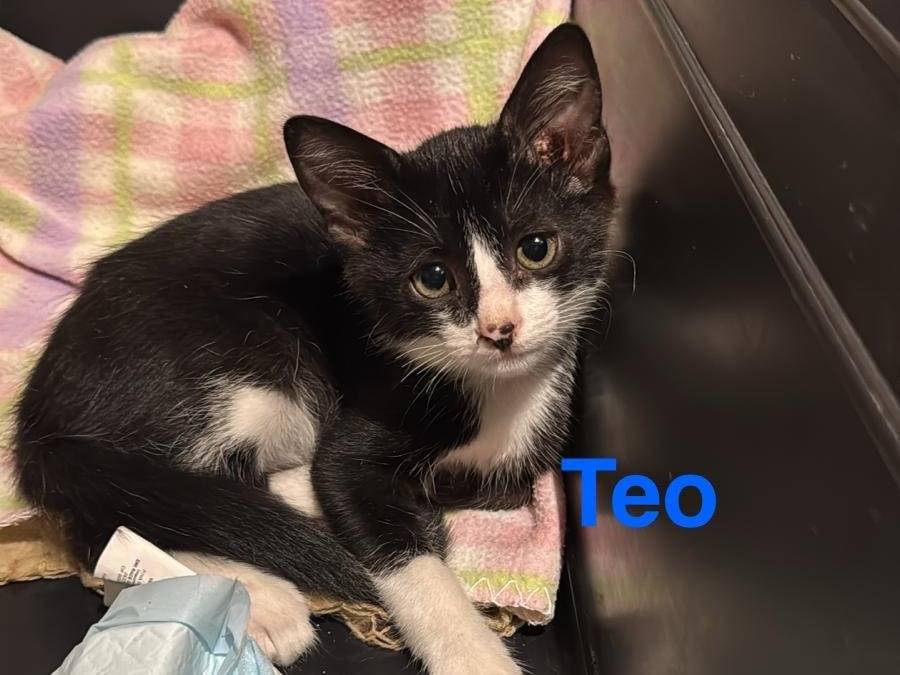 Adozione gatto, maschio, Razza sconosciuta Razza sconosciuta, 1 mesi, taglia non valida, Prato