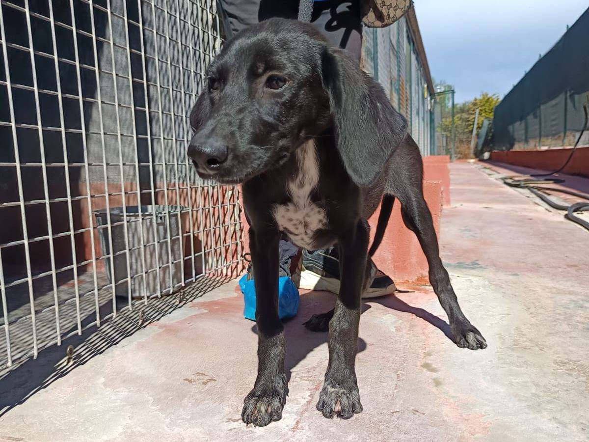 Adozione cane, femmina, Segugio Segugio, 3 mesi, taglia media, Pavia