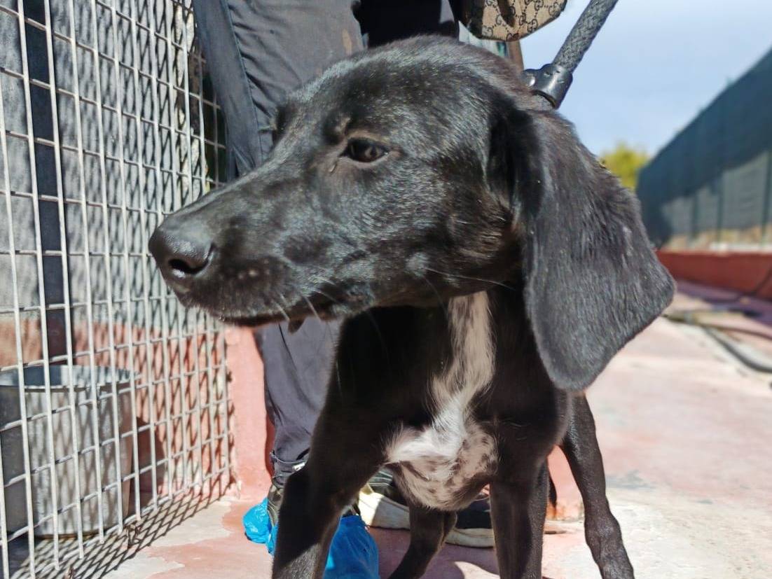 Adotta un cane, femmina, 3 mesi, Pavia