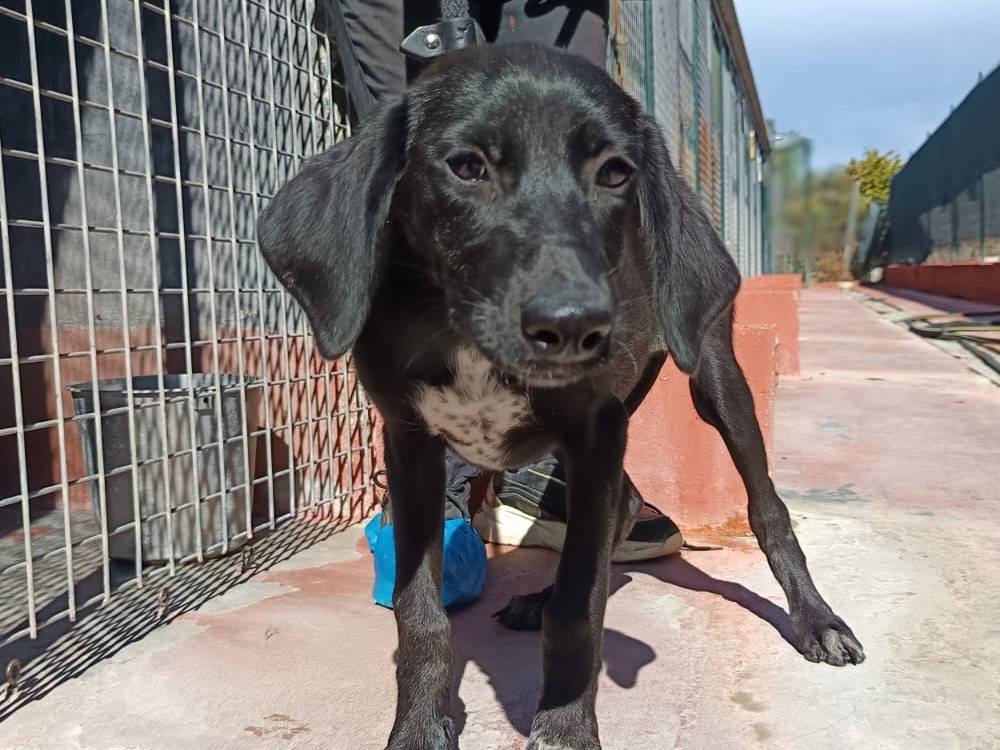Adotta un cane, taglia media, femmina, Pavia