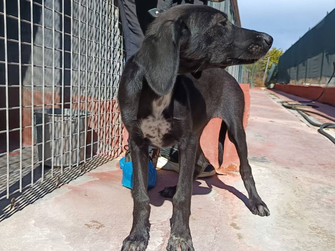 Vuoi adottare un cane a Pavia?