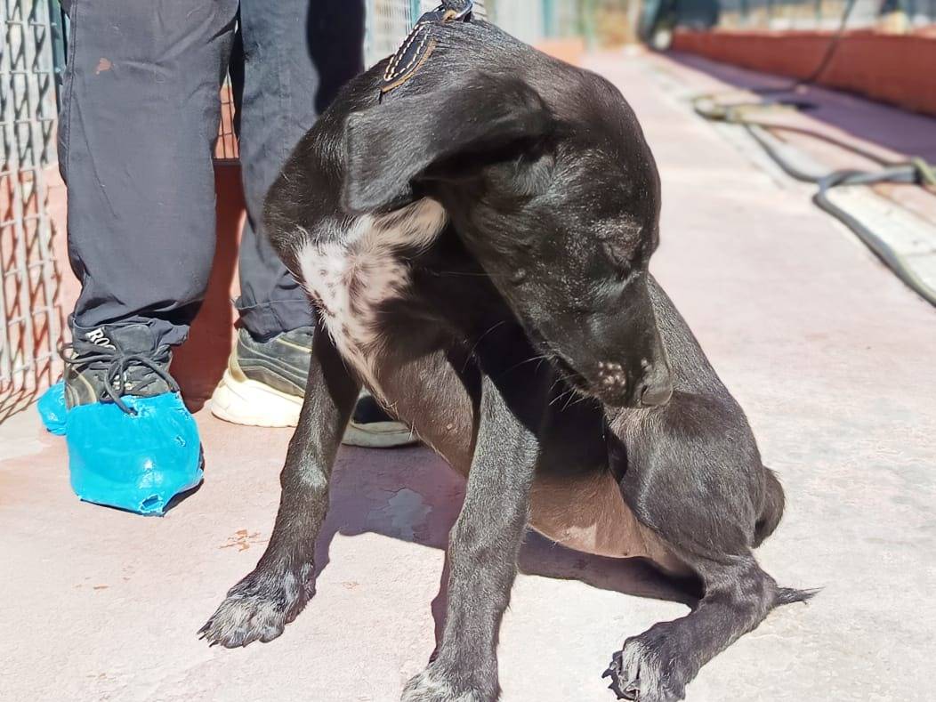 Adotta il cane Charlotte  a Pavia