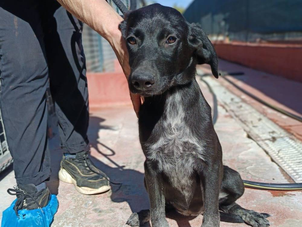 Adotta un cane, femmina, 3 mesi, Varese