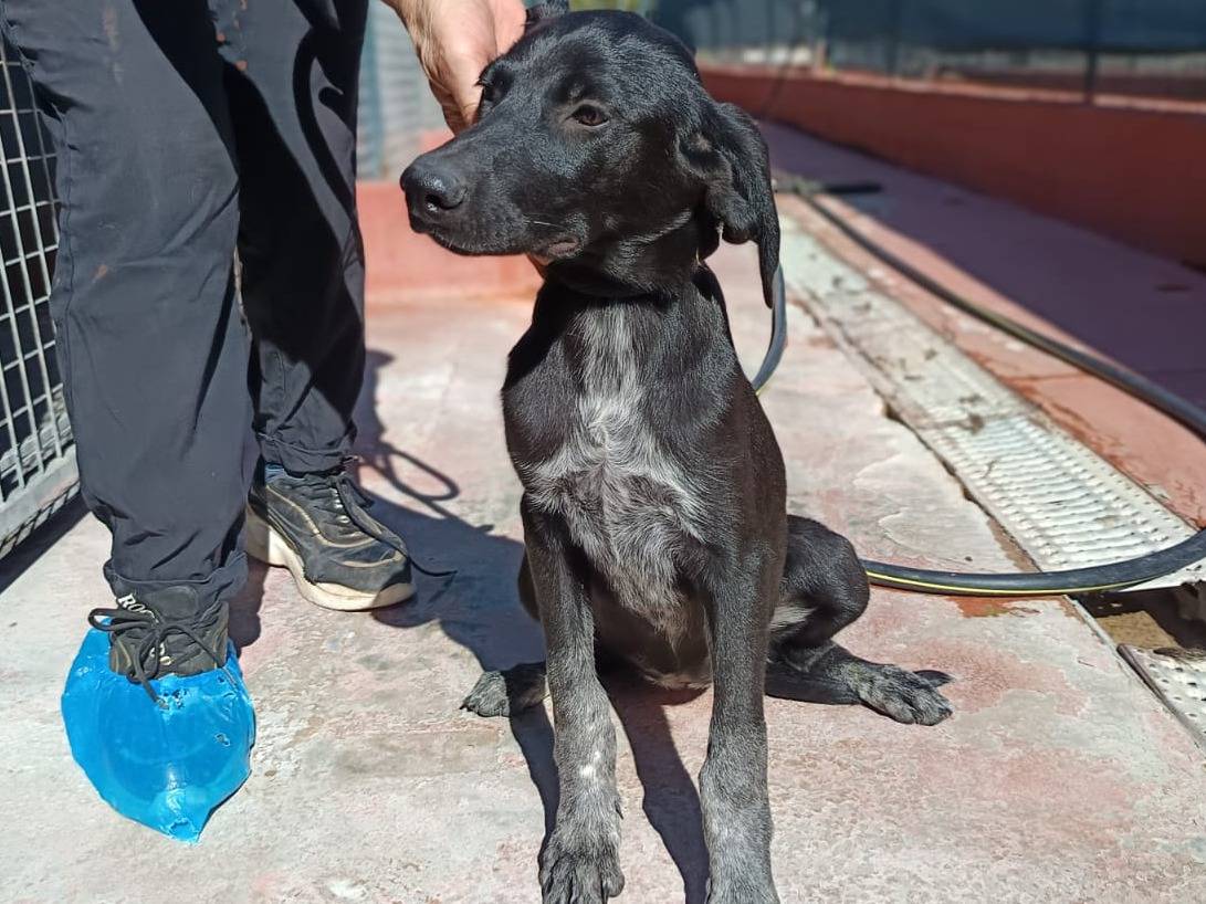 Adotta un cane, taglia media, femmina, Varese