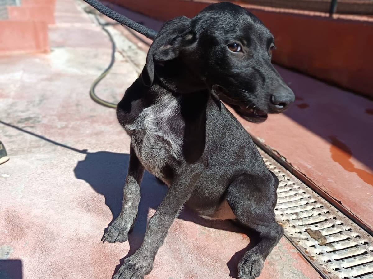 Adozione cane, femmina, Segugio Segugio, 3 mesi, taglia media, Varese