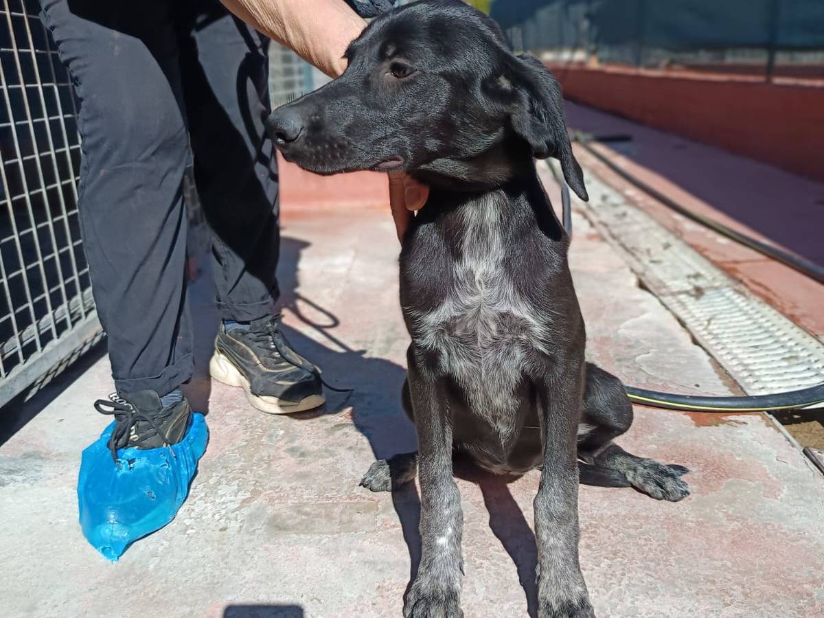 Vuoi adottare un cane a Varese?