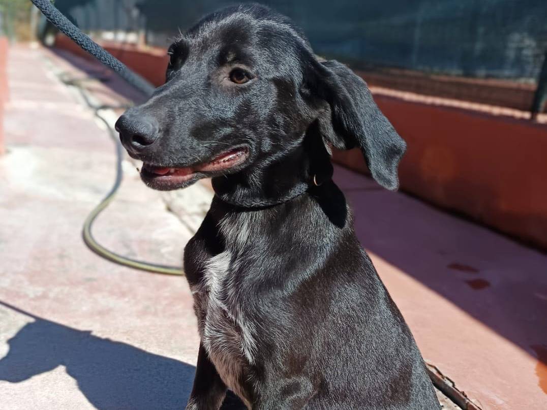 Adotta il cane Grace a Varese