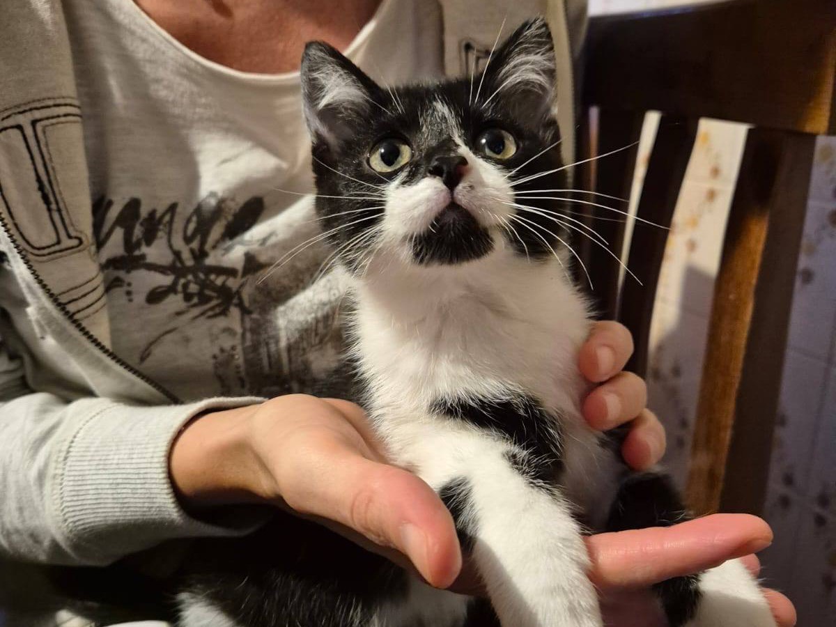 Adotta un gatto, taglia non valida, femmina, Pordenone