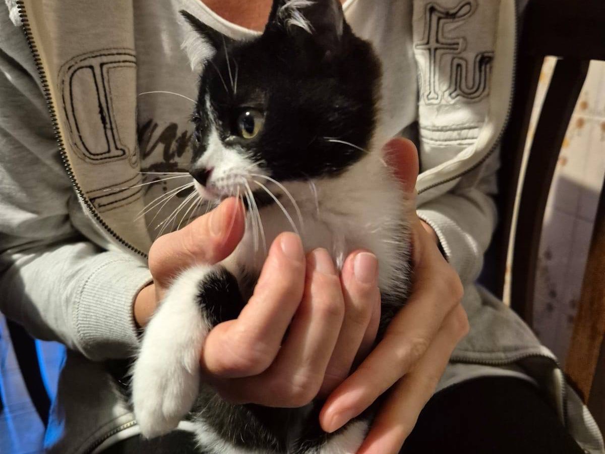Vuoi adottare un gatto a Pordenone?
