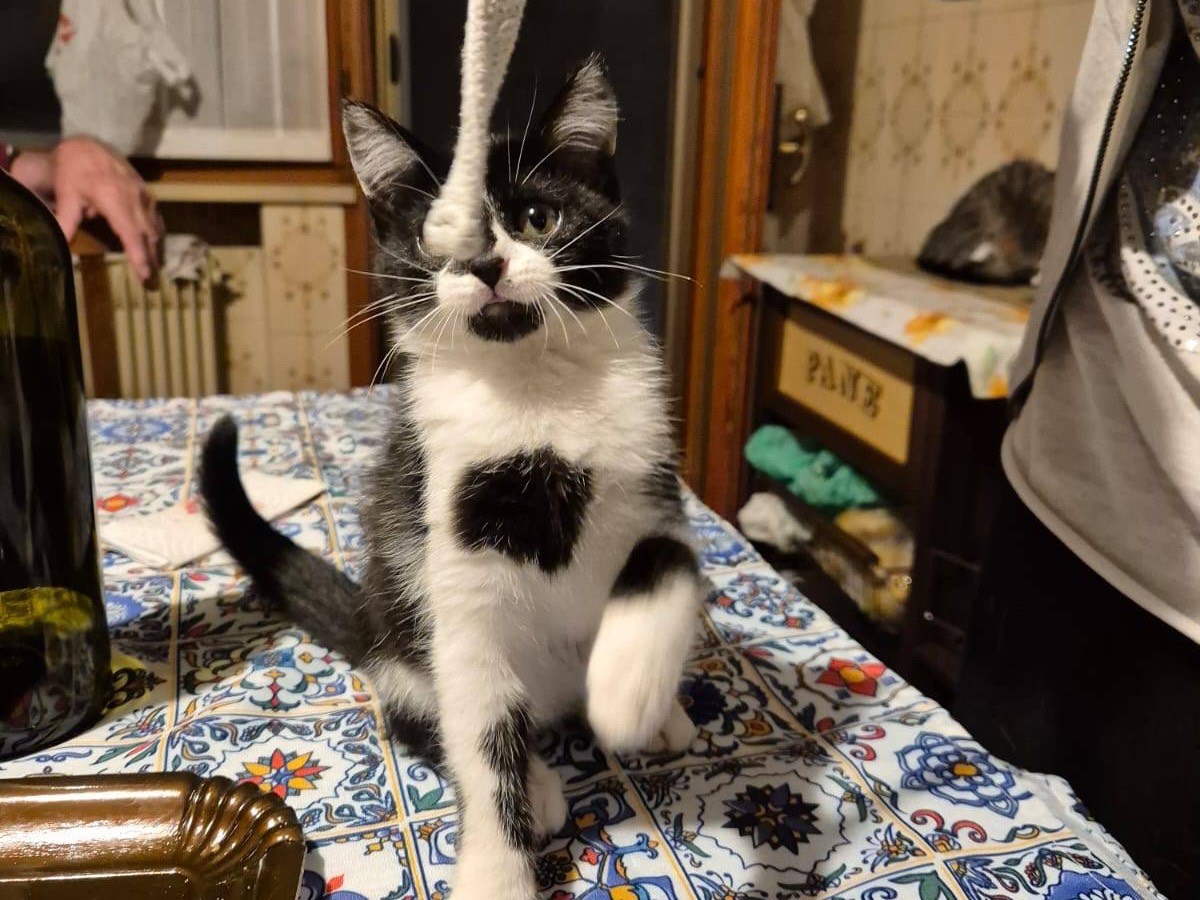 Adotta il gatto Nikita a Pordenone