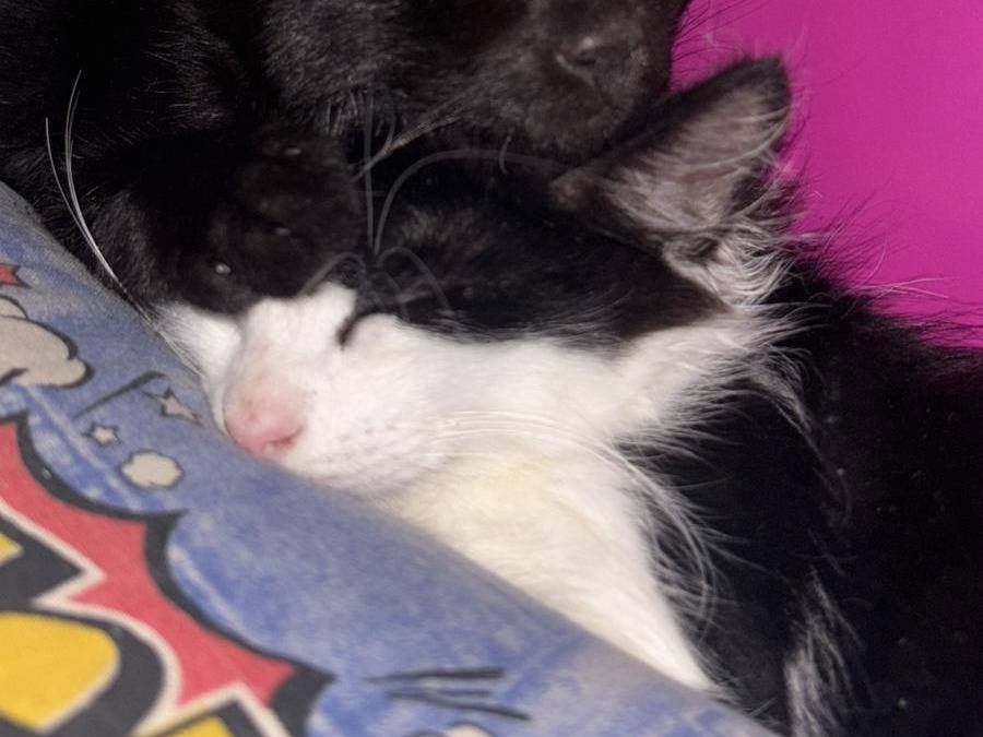 Adozione gatto, maschio, Razza sconosciuta Razza sconosciuta, 3 mesi, taglia non valida, Viterbo
