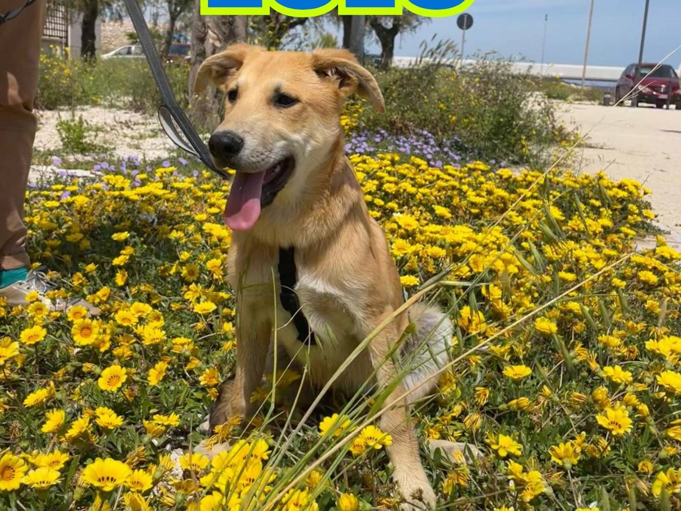 Adozione cane, maschio, Razza sconosciuta Razza sconosciuta, 6 mesi, taglia media, Bari