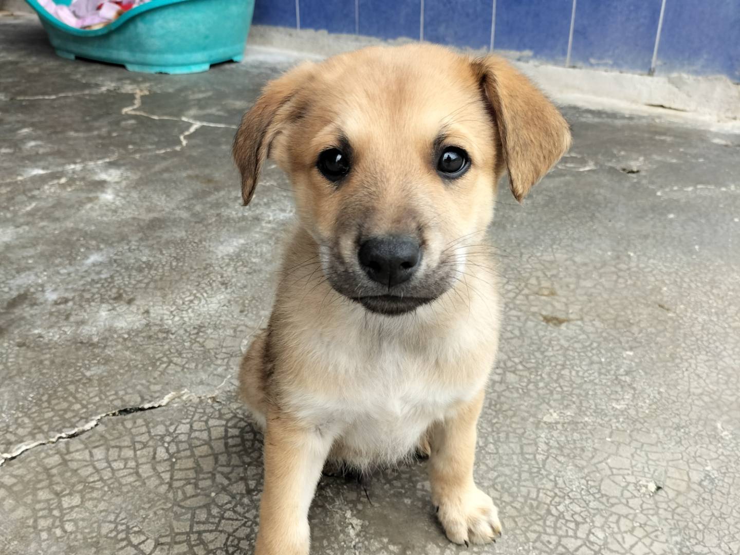 Adotta un cane, taglia media, maschio, Bari