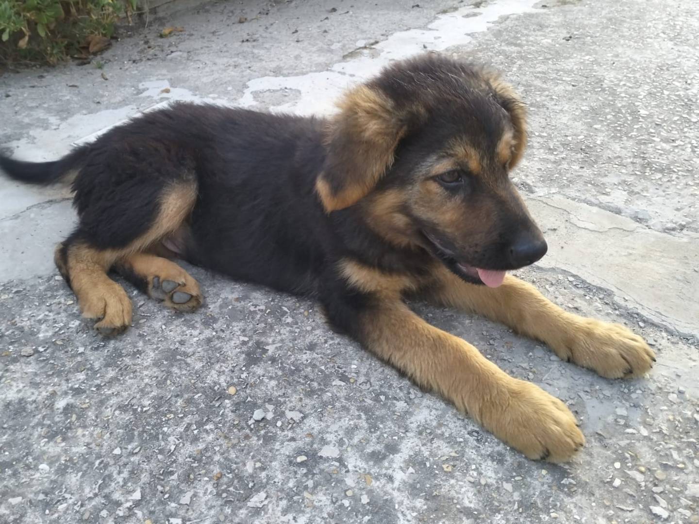 Adozione cane, maschio, Razza sconosciuta Razza sconosciuta, 7 mesi, taglia media, Latina