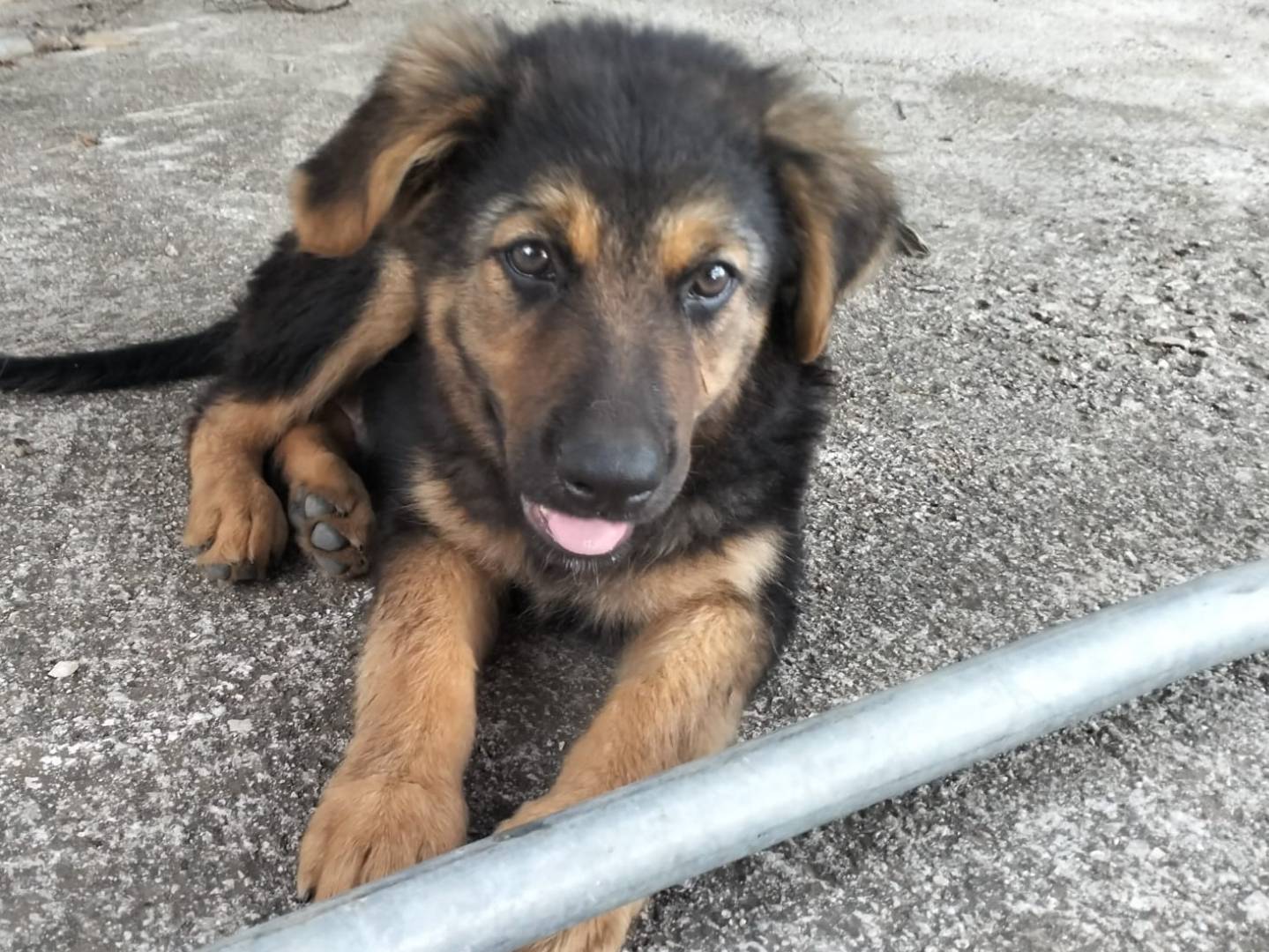 Adotta un cane, maschio, 7 mesi, Latina