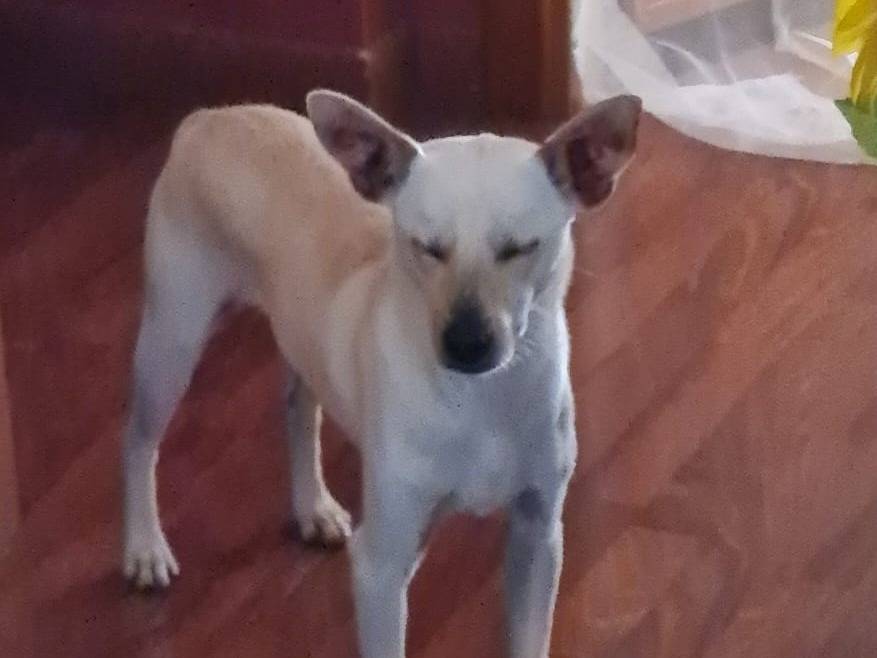 Adozione cane, maschio, Razza sconosciuta Razza sconosciuta, 2 anni e 2 mesi, taglia piccola, Latina