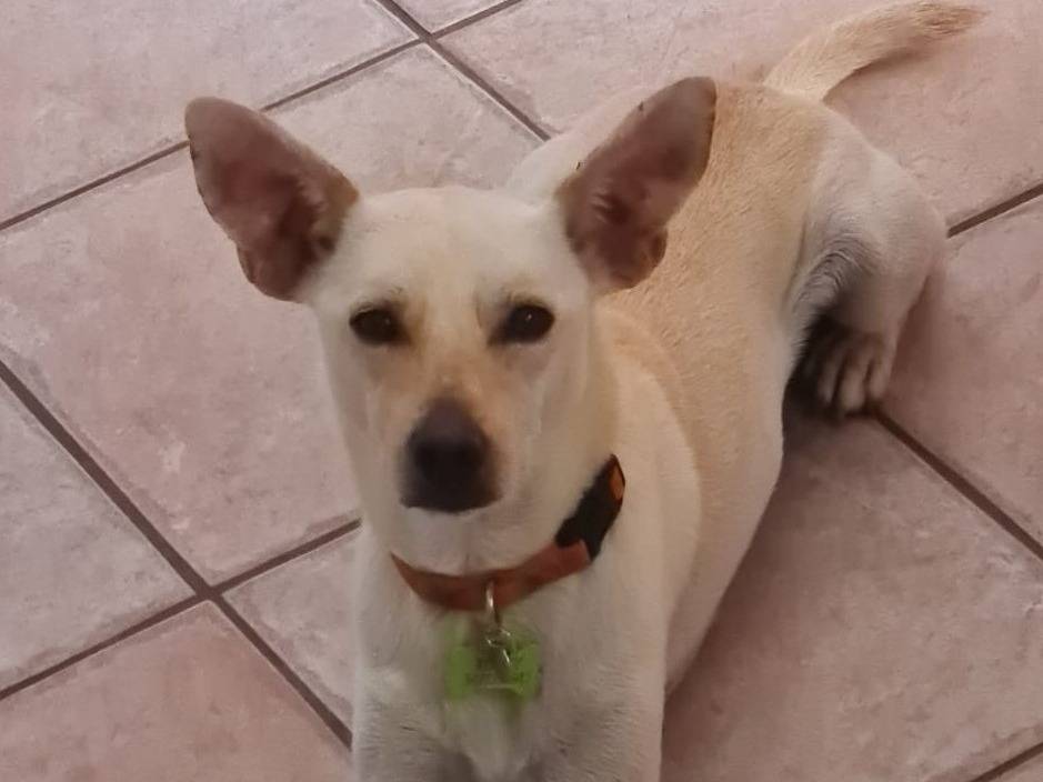 Adotta un cane, maschio, 2 anni e 2 mesi, Latina