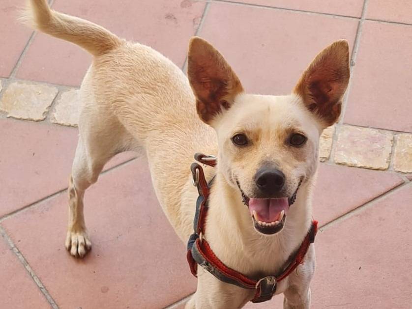 Adotta un cane, taglia piccola, maschio, Latina