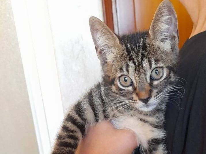 Adotta un gatto, maschio, 2 mesi, Latina