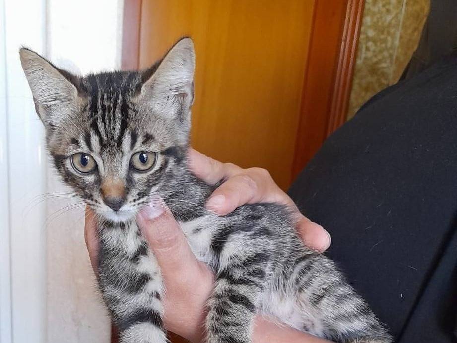 Adotta un gatto, taglia non valida, maschio, Latina