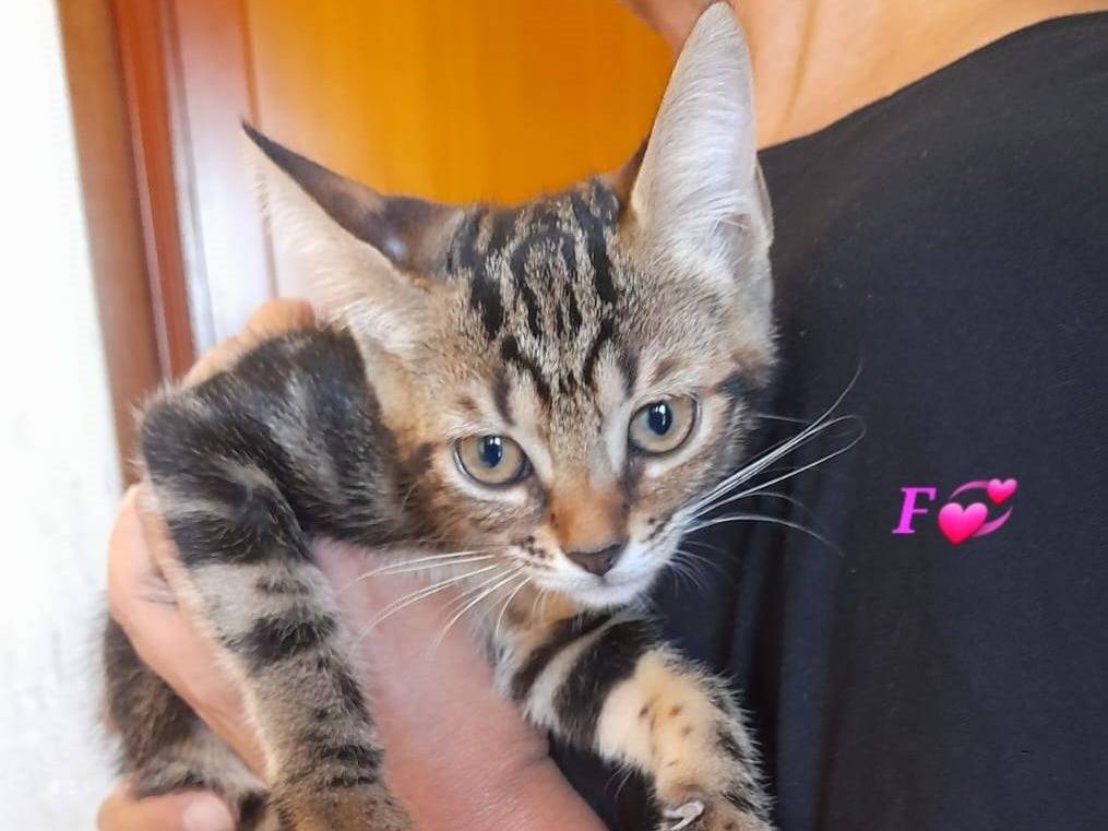 Vuoi adottare un gatto a Latina?