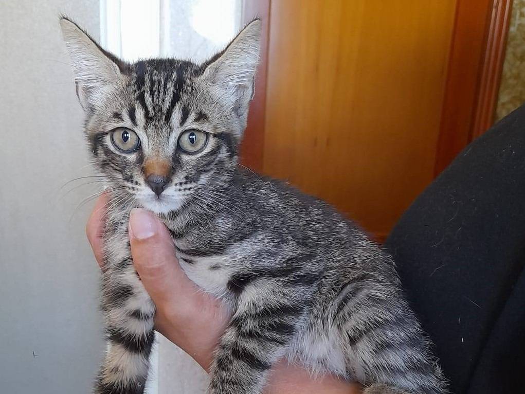 Adotta il gatto ATTILA   a Latina
