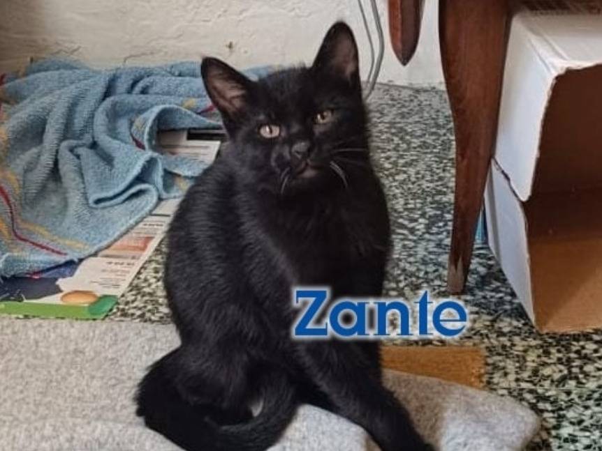 Adozione gatto, maschio, Razza sconosciuta Razza sconosciuta, 2 mesi, taglia non valida, Vicenza