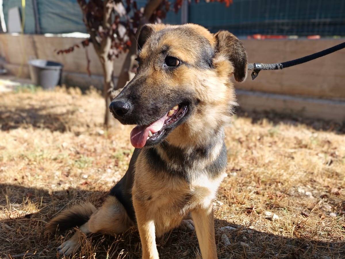 Adozione cane, femmina, Pastore tedesco Razza sconosciuta, 1 anno e 5 mesi, taglia media, Milano