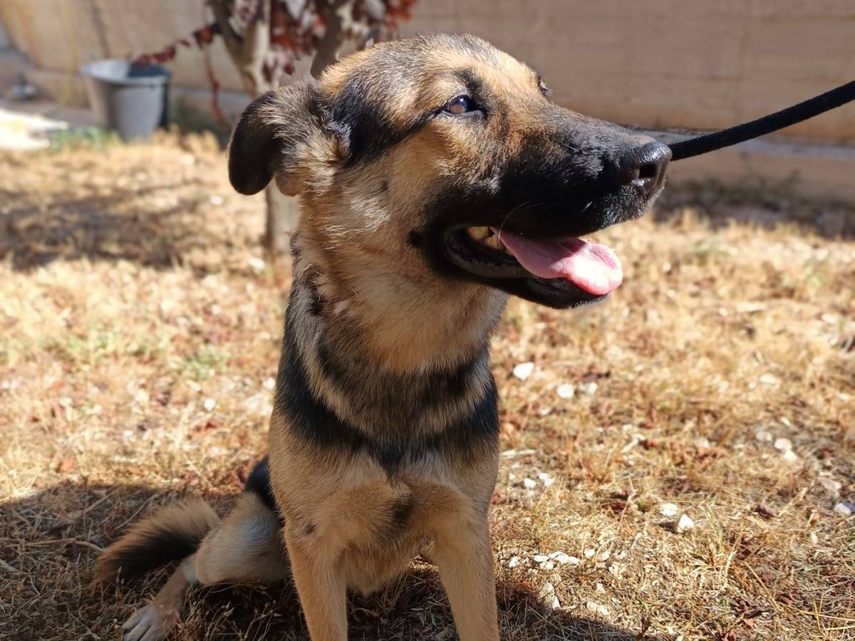Adotta un cane, femmina, 1 anno e 5 mesi, Milano