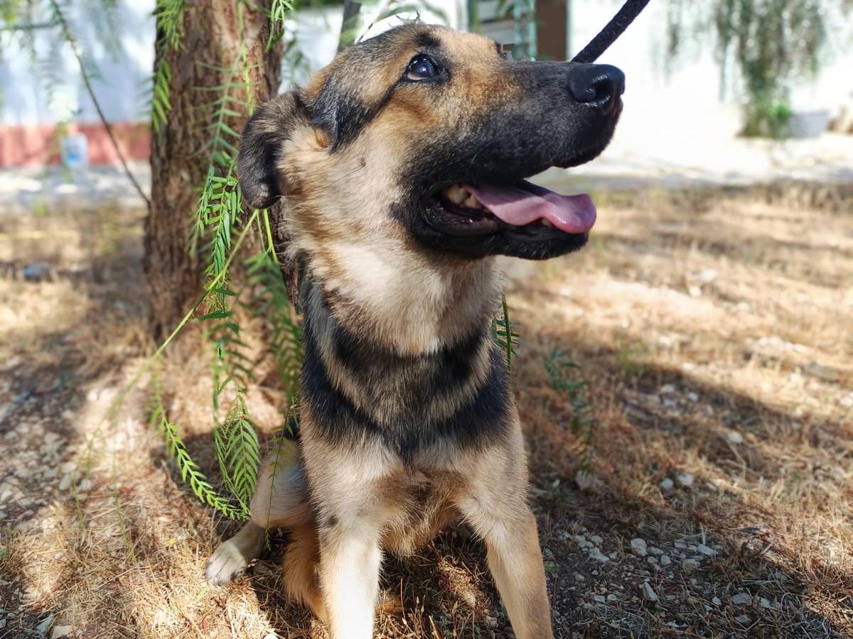 Adotta un cane, taglia media, femmina, Milano